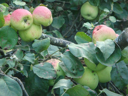 Хвастушки: яблокопад