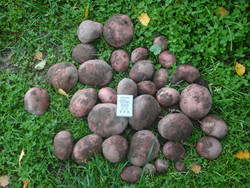 Рекордный урожай картофеля