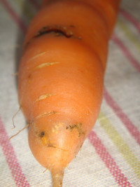 Про морковную муху