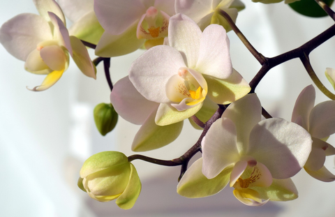 факты об орхидеях