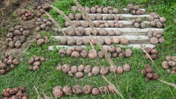 Рекордный урожай картофеля