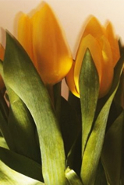 5 самых интересных фактов о тюльпанах