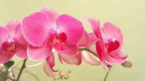 факты об орхидеях