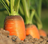 Морковь. Секреты выращивания