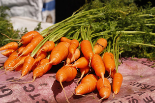 Морковь. Секреты богатого урожая