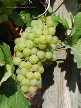 Выращиваем виноград в средней полосе