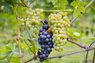 Как вырастить виноград в средней полосе России