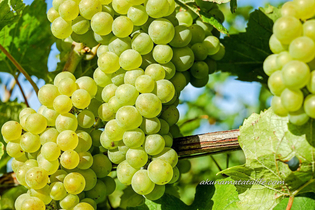 Как вырастить виноград в средней полосе России