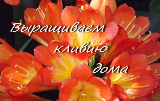 кливия, комнатные цветы