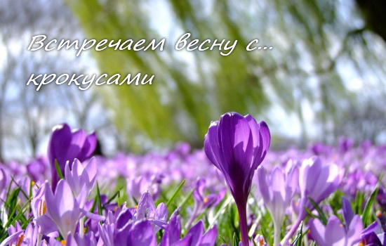 Встречаем весну с крокусами